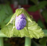 120326shiwa.jpg
