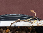 120328white.jpg
