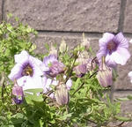 120329lep135-2010.jpg