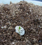 120330germination.jpg