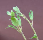 120401sessili.jpg