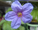 120401erodium2.jpg