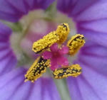 120401erodium.jpg