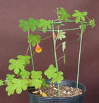 120408smithii.jpg