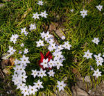 120408hananira.jpg