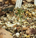 120428polyphyllum.jpg
