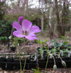 120507geranium.jpg