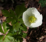 120529anemones.jpg