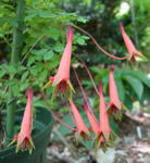 120601pentaphnyllum.jpg