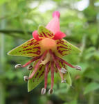 120601pentaphnyllum2.jpg