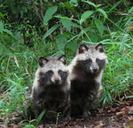 120606tanuki.jpg
