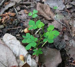 120613speciosum.jpg