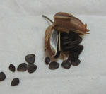 120622albuca.jpg