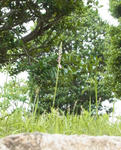120624nejibana.jpg