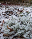 121116snow.jpg