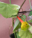 121125fintel.jpg