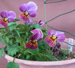 121130viola.jpg