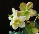 130207funen.jpg