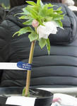 130209yoshino2.jpg