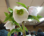 130209yoshino.jpg