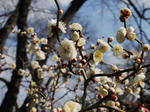130211ume.jpg