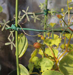 130211moritzianum.jpg
