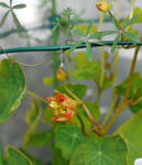 130215moritzianum.jpg