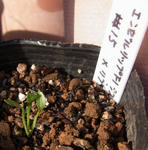 130220hellebo.jpg