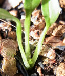 130220hellebo2.jpg