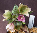130226thibetanus.jpg