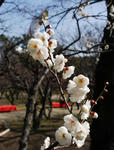 130228ume.jpg