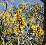 130228mansaku.jpg