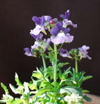 130228nemesia.jpg