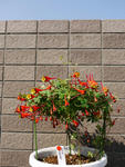 130306tricolor.jpg