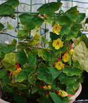 130307fintelmannii.jpg