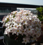 130307oxalis.jpg