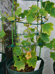 130307moritzianum.jpg