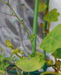 130307moritzianum2.jpg