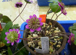 130309yukiwariso2.jpg