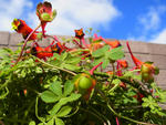 130321seeds.jpg