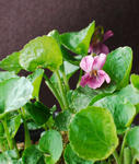 130325nioisumire.jpg