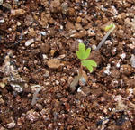 130327germination.jpg