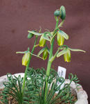 130330albuca.jpg