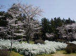 130331sakura.jpg