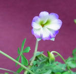 130403aopiko.jpg