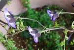 130404xazu1.jpg