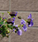 130404xazu1201.jpg