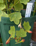 130405kanseika.jpg