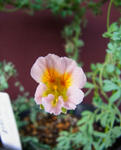 130408sessilifolium.jpg