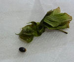 130412seed.jpg
